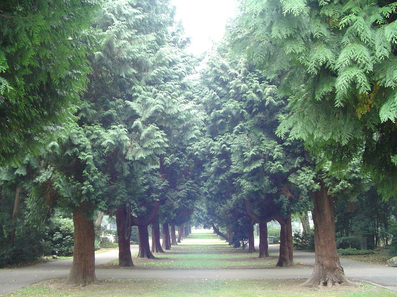 Lange symmetrische Allee aus hohen immergrünen Bäumen mit breitem Rasenstreifen und parallelen Wegen zu beiden Seiten auf Nordfriedhof Köln
